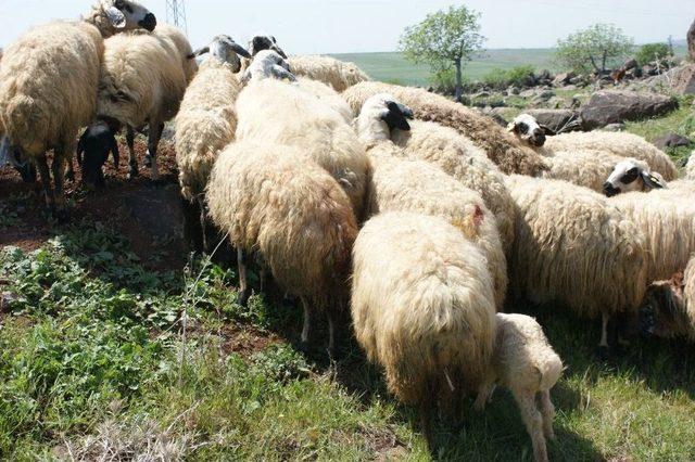 Başıboş Köpekler Koyun Sürüsüne Saldırdı