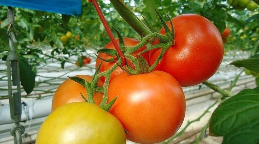 Jeotermal Isıtmalı Serada &Uuml;retilen Domatesler İhra&ccedil; Ediliyor