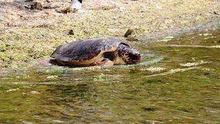 ’caretta Özgür’ 6 Ay Sonra Özgürlüğüne Kavuştu