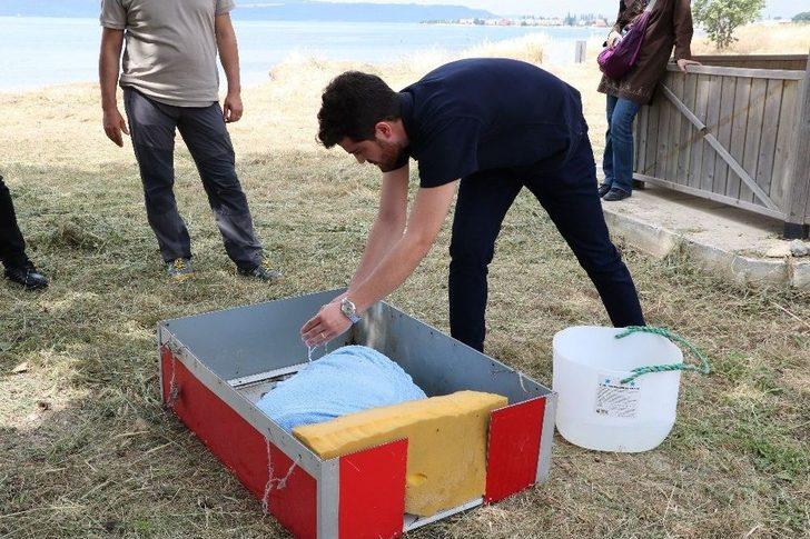 ’caretta Özgür’ 6 Ay Sonra Özgürlüğüne Kavuştu G1