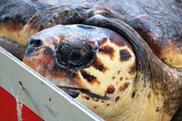 ’caretta Özgür’ 6 Ay Sonra Özgürlüğüne Kavuştu G2