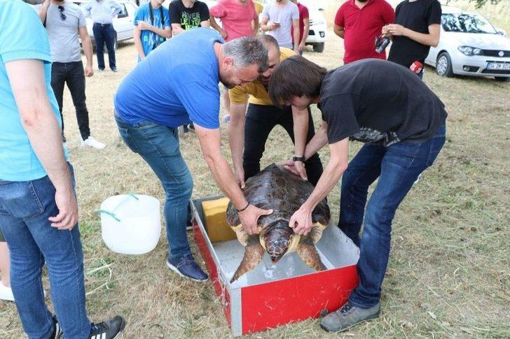 ’caretta Özgür’ 6 Ay Sonra Özgürlüğüne Kavuştu G3