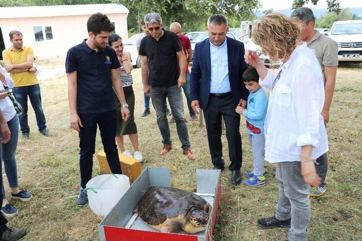 ’caretta Özgür’ 6 Ay Sonra Özgürlüğüne Kavuştu G4