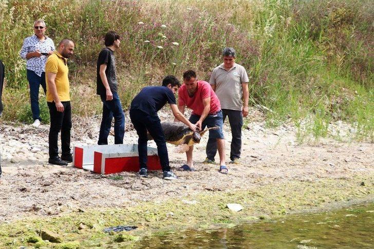 ’caretta Özgür’ 6 Ay Sonra Özgürlüğüne Kavuştu G5