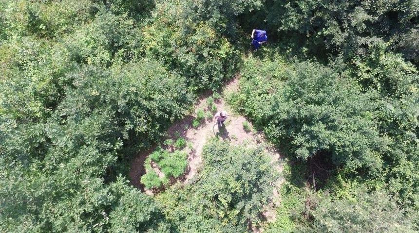 Jandarma Ekipleri, 452 K&ouml;k Kenevir Ele Ge&ccedil;irdi