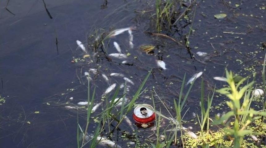 Sakarya&rsquo;nın &Ccedil;ark Deresi&rsquo;nde Toplu Balık &Ouml;l&uuml;mleri Meydana Geldi
