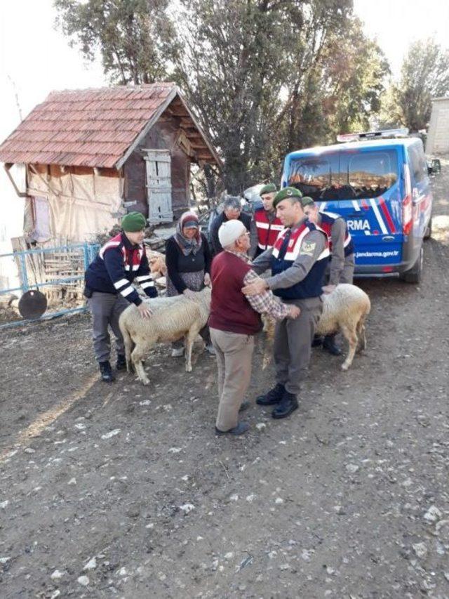 Yaşlı Adamın Hayvanlarına Kavuşma Mutluluğu