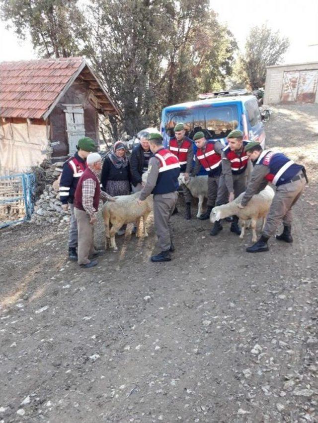 Yaşlı Adamın Hayvanlarına Kavuşma Mutluluğu