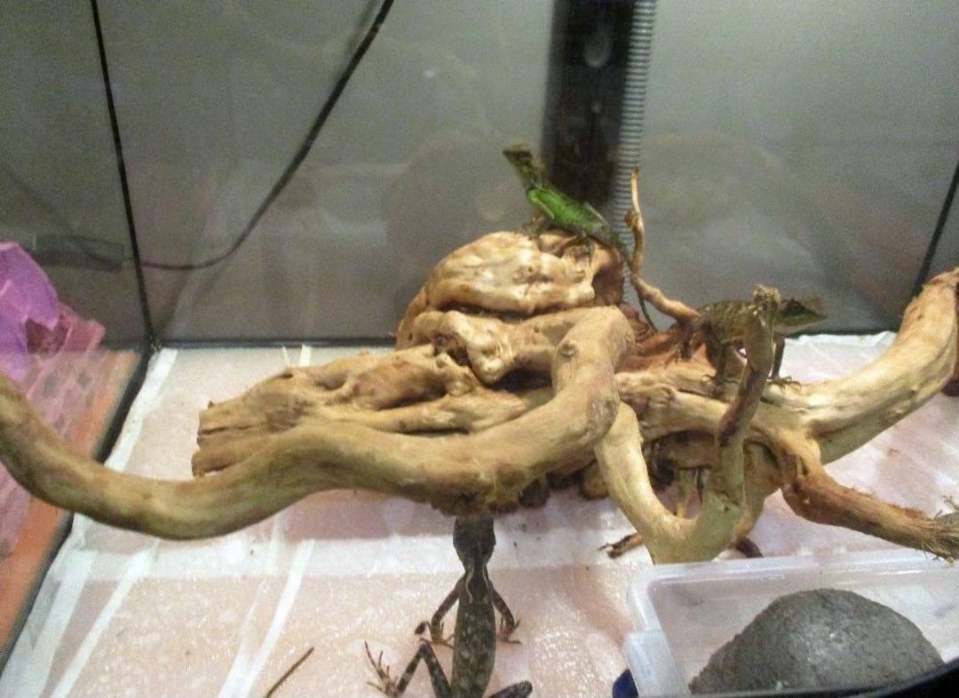 Havalimanında Ele Ge&ccedil;irilen S&uuml;r&uuml;ngenler, &Ccedil;amlıca&rsquo;daki Akvaryumda Bakıma Alındı