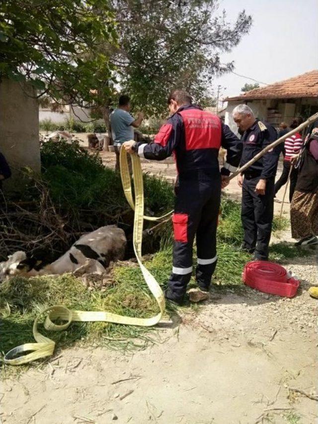 Ahırda Sıkışan Ve Foseptik &Ccedil;ukuruna D&uuml;şen İnekleri İtfaiye Kurtardı 1