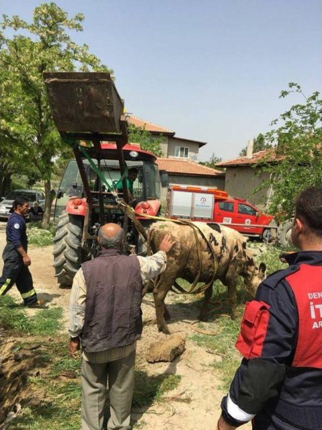 Ahırda Sıkışan Ve Foseptik &Ccedil;ukuruna D&uuml;şen İnekleri İtfaiye Kurtardı 2