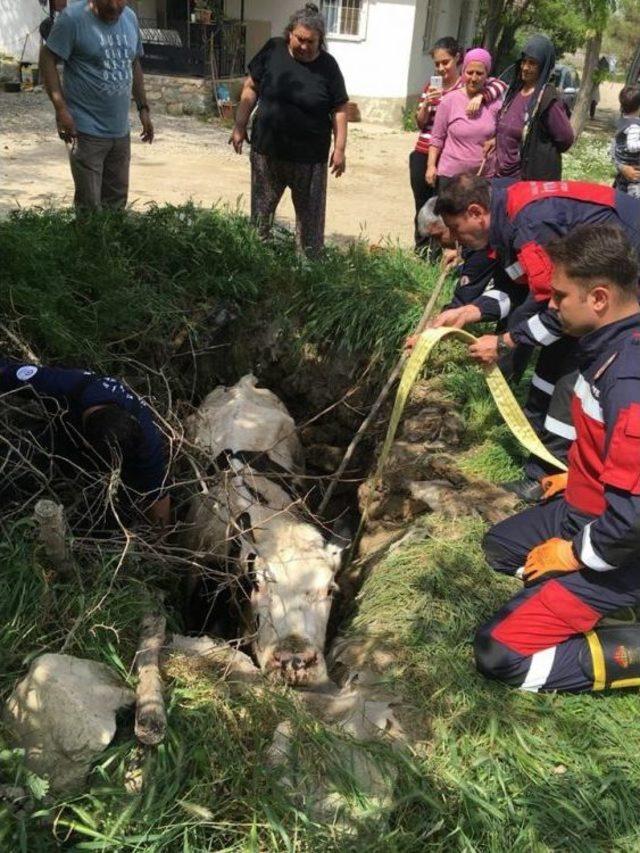 Ahırda Sıkışan Ve Foseptik &Ccedil;ukuruna D&uuml;şen İnekleri İtfaiye Kurtardı 3