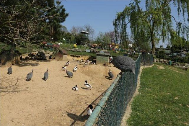 Beykoz Kent Konseyi &Ouml;zel &Ccedil;ocuklarla Doğal Yaşam Parkı&rsquo;nda 1