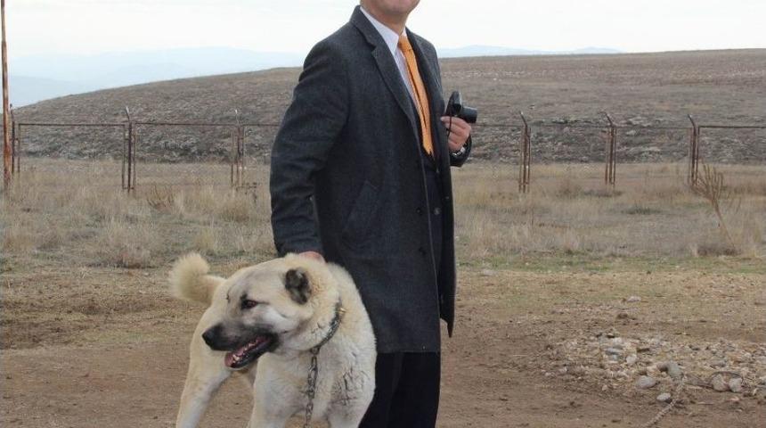 Japon Patronun Kangal K&ouml;peği Sevgisi