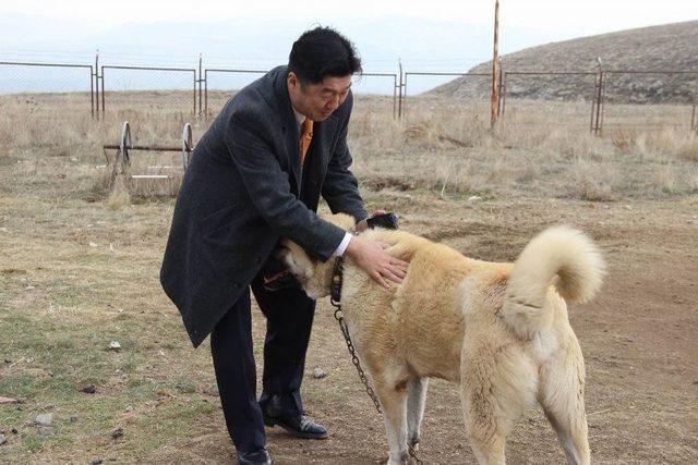 Japon Patronun Kangal Köpeği Sevgisi