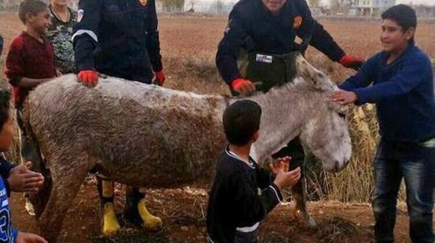 Bataklığa Saplanan Eşek Kurtarıldı