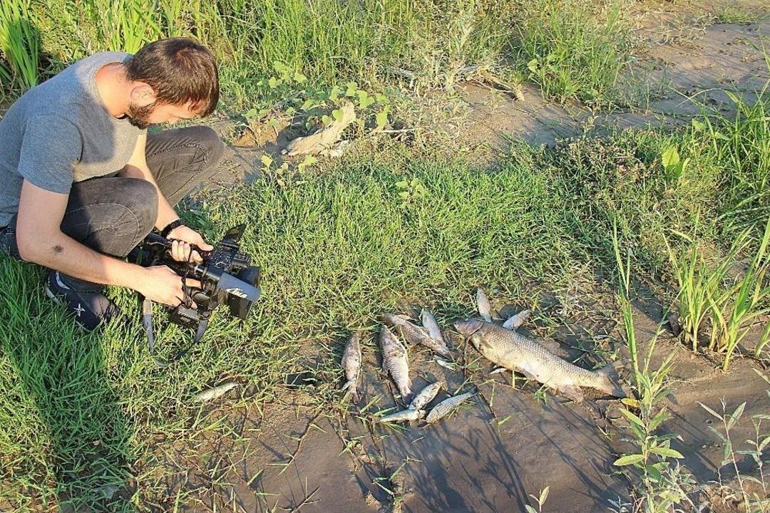 Karab&uuml;k&rsquo;te Onlarca &Ouml;l&uuml; Balık Kıyıya Vurdu
