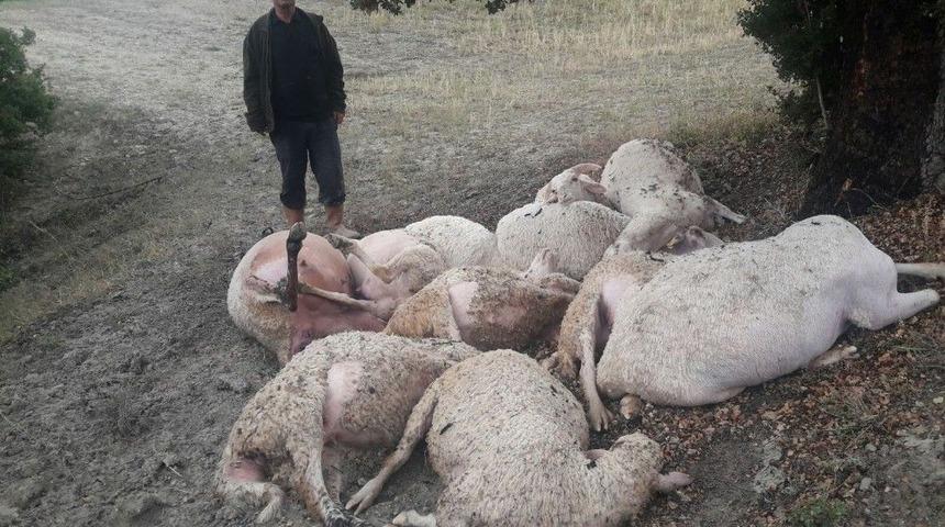 Yıldırım D&uuml;şt&uuml; 12 Hayvan Telef Oldu