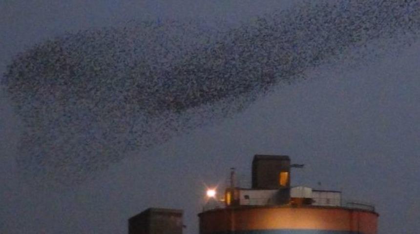 Mardin&rsquo;de Kuşların Dansı B&uuml;y&uuml;ledi