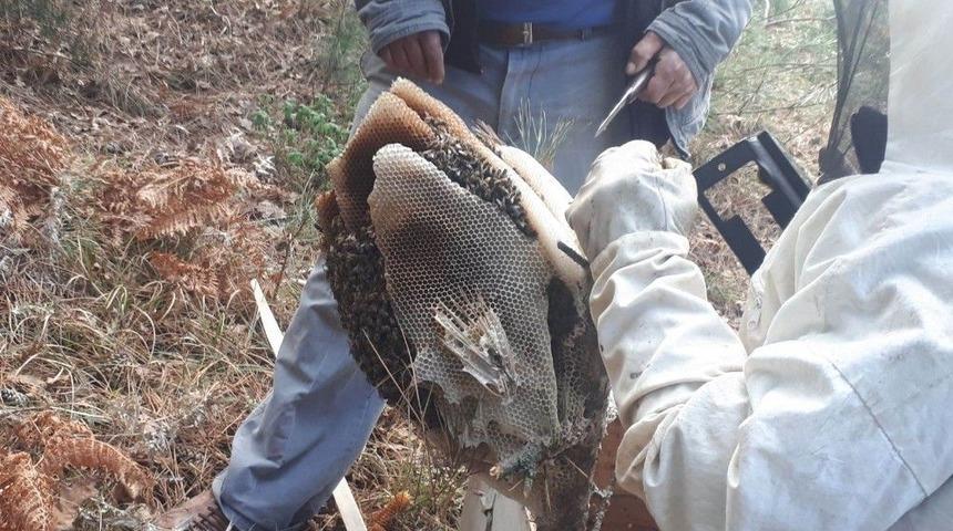 (&ouml;zel) Bal Avcıları İş Başında