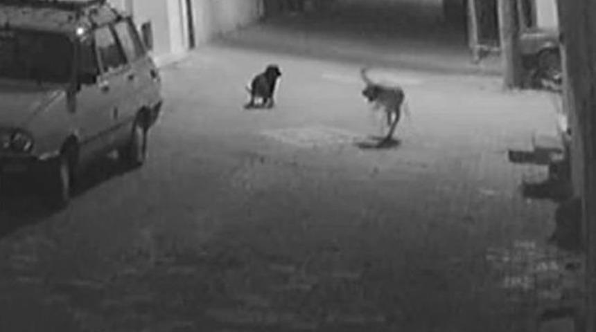 (&ouml;zel Haber) Sokak K&ouml;peğini Silahla Vurdular