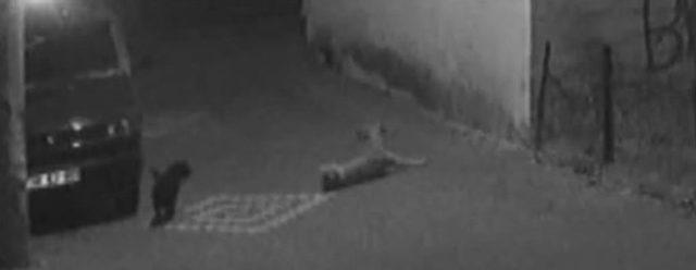 (&ouml;zel Haber) Sokak K&ouml;peğini Silahla Vurdular 1