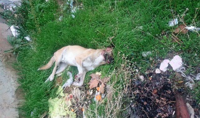 (&ouml;zel Haber) Sokak K&ouml;peğini Silahla Vurdular 3