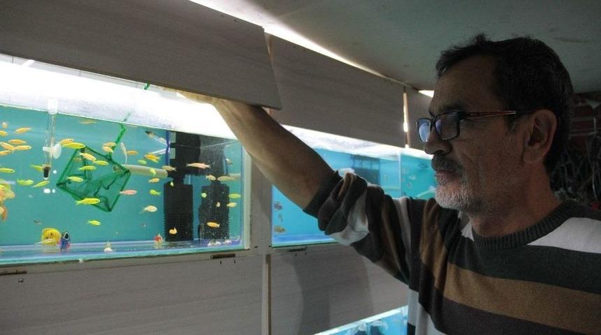 S&uuml;s Balığı Bakımında Bu Uygulamalara Dikkat