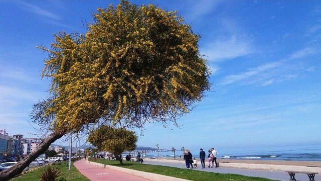 Atakum Sahilinde Mimoza Güzelliği