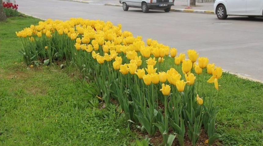 Ak&ccedil;akoca Lalelerle S&uuml;slendi