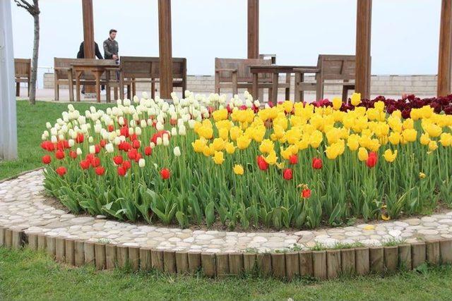 Akçakoca Lalelerle Süslendi 1