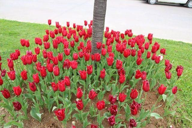 Akçakoca Lalelerle Süslendi 2