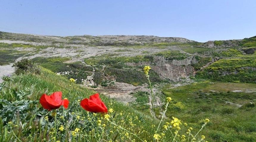 Biyogazdan Elektrik Elde Edilecek, 37 Hektar Ağa&ccedil;landırılacak