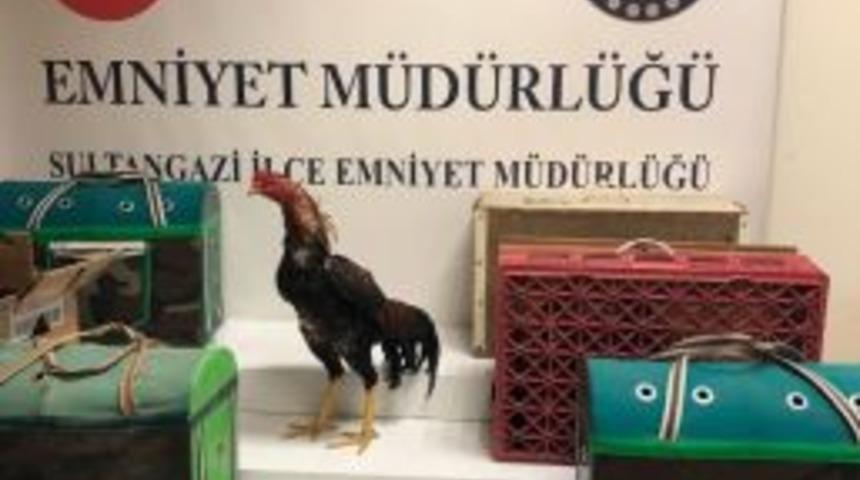 İstanbul&rsquo;da Horoz D&ouml;v&uuml;şt&uuml;renlere Şok Baskın Kamerada