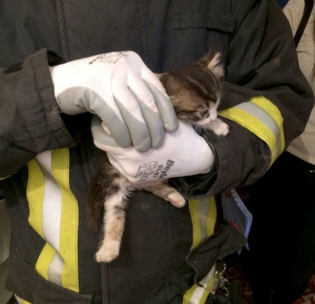 Minik Kedi İ&ccedil;in Seferber Oldular