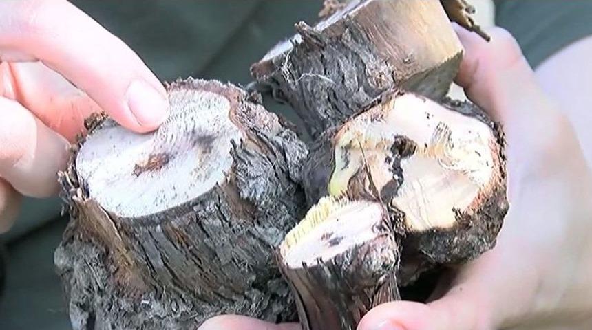 (&ouml;zel) Bu Hastalık &Uuml;z&uuml;m Asmalarını Kurutuyor