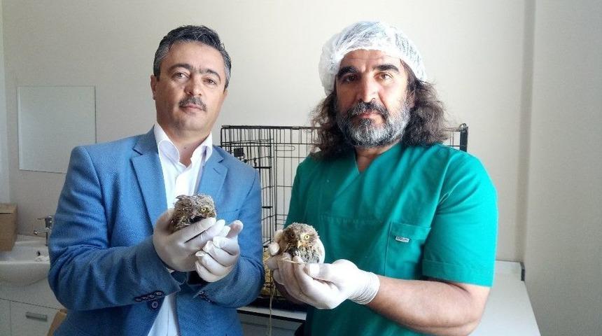 Yavru Kukumav Kuşları Tedavi Altına Alındı