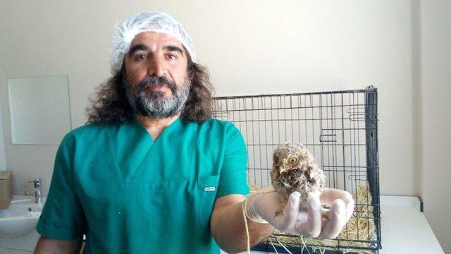 Yavru Kukumav Kuşları Tedavi Altına Alındı