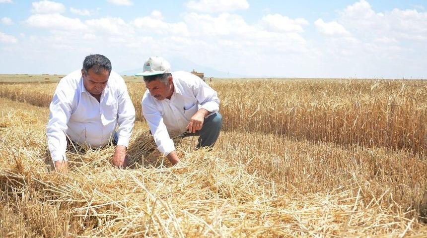 Aksaray&rsquo;da Arpa Hasadı Başladı