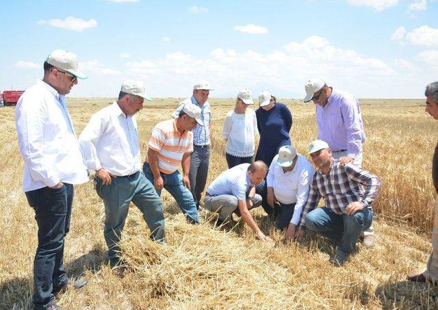 Aksaray’da Arpa Hasadı Başladı