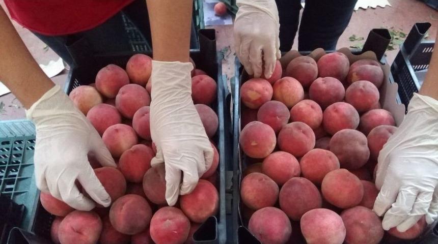 Şeftali Ve Nektarin &Uuml;reticisi Bayramı Erken Yaptı