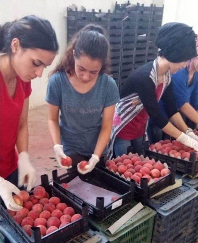 Şeftali Ve Nektarin Üreticisi Bayramı Erken Yaptı