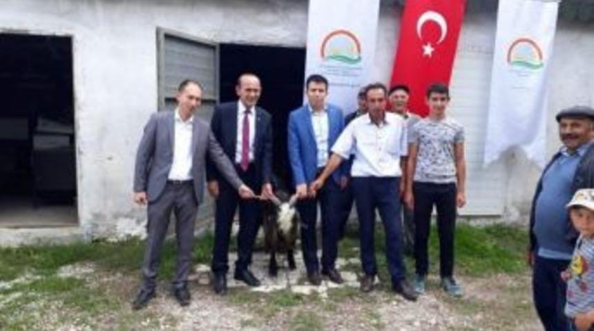 K&ouml;yl&uuml;lere Damızlık Teke Dağıtıldı