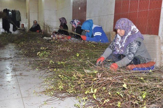 Türkiye’nin Çöğürünü İnegöl Karşılıyor