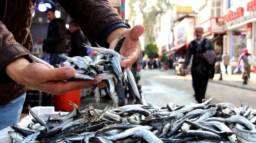 Hamsi İhracatında Miktar Ve D&ouml;viz Gelirinde Y&uuml;zde 10 Artış