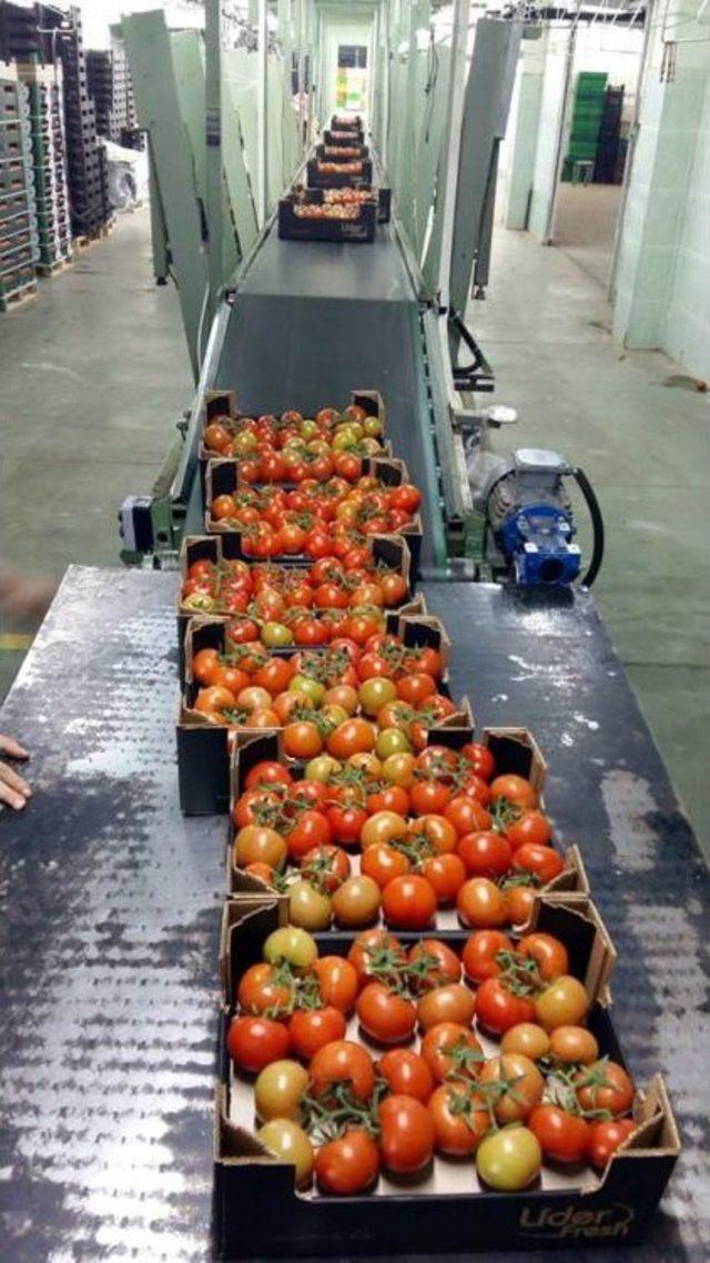 Manisa&rsquo;dan Rusya&rsquo;ya Domates İhracatı Başladı 1