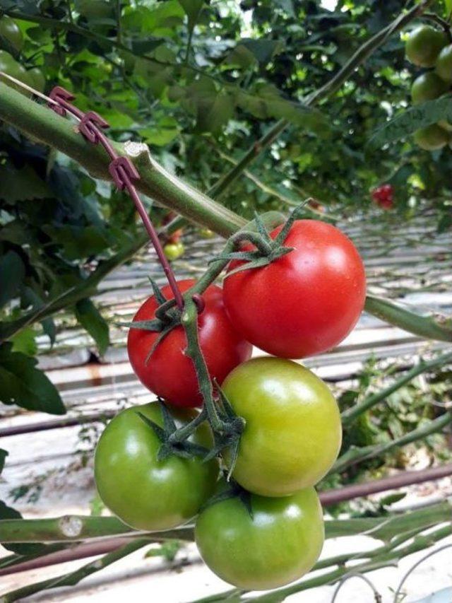 Manisa&rsquo;dan Rusya&rsquo;ya Domates İhracatı Başladı 2