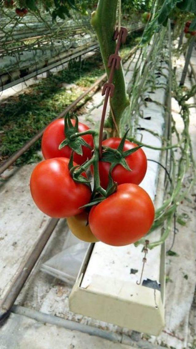 Manisa&rsquo;dan Rusya&rsquo;ya Domates İhracatı Başladı 3