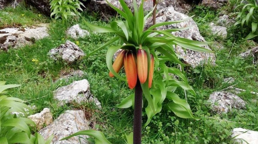 Kahramanmaraş&rsquo;ta Ters Laleler Katlediliyor