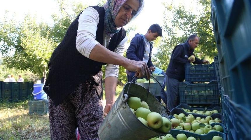 Isparta&rsquo;da Elma Piyasası Hareketlendi